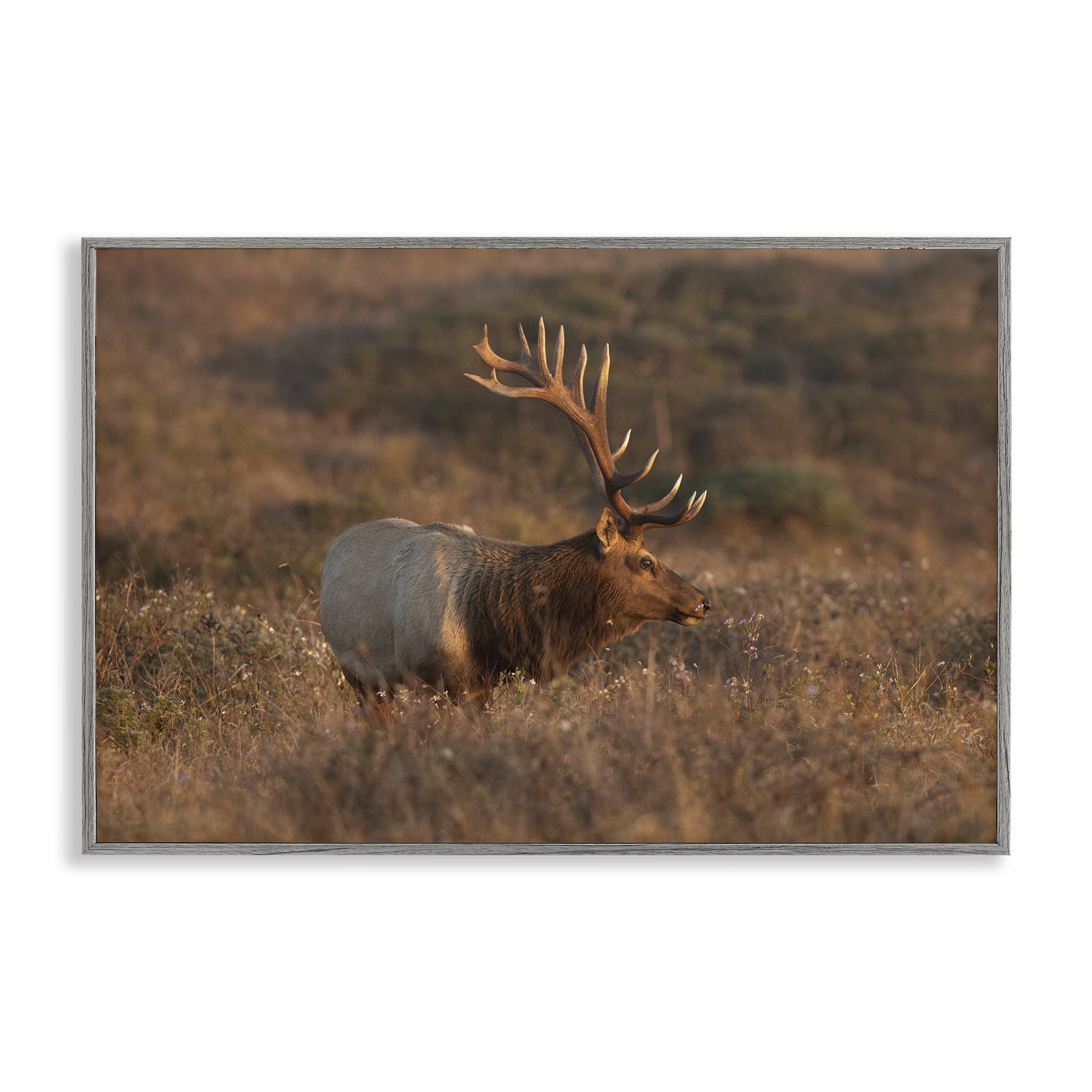 Stupell Industries Roaming Elk Photography Landscape & Nature Photography Gray Framed Art Print Wall Art, 24 x 16