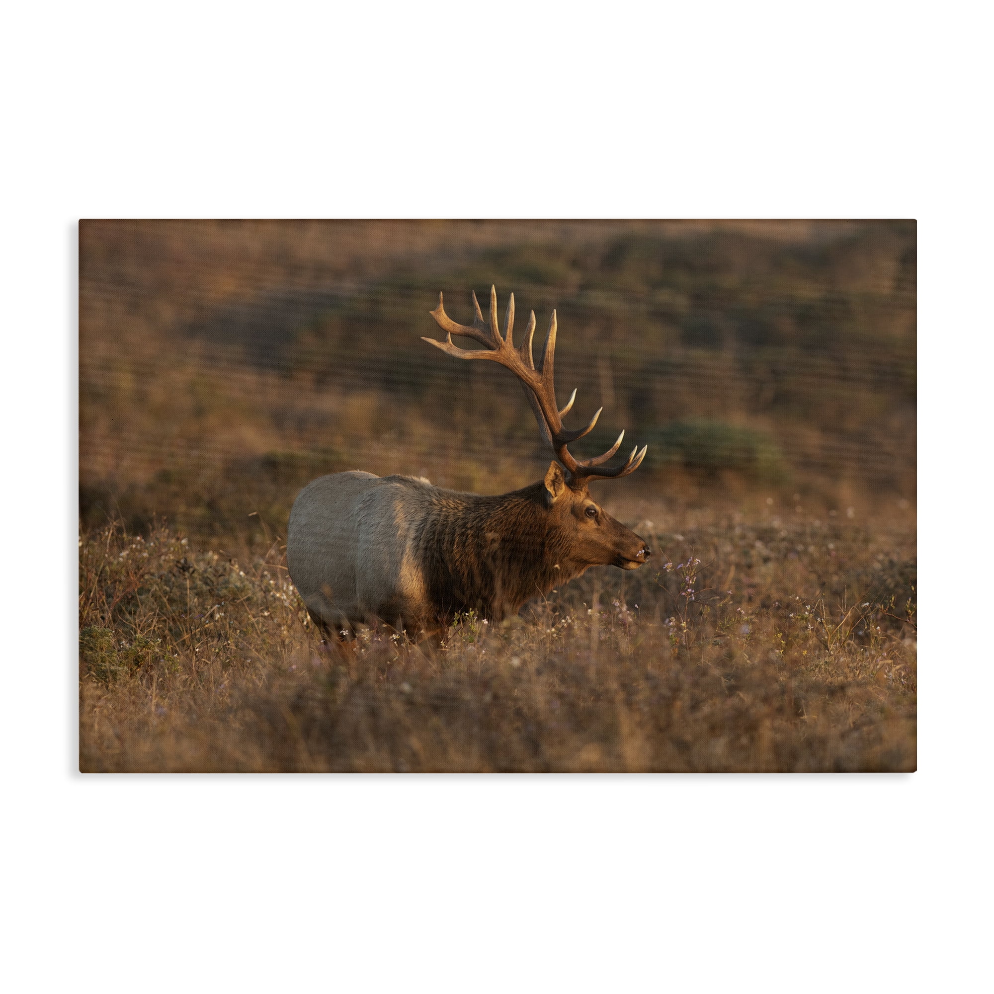 Stupell Industries Roaming Elk Photography Landscape & Nature Photography Wrapped Canvas Art Print Wall Art, 24 x 16
