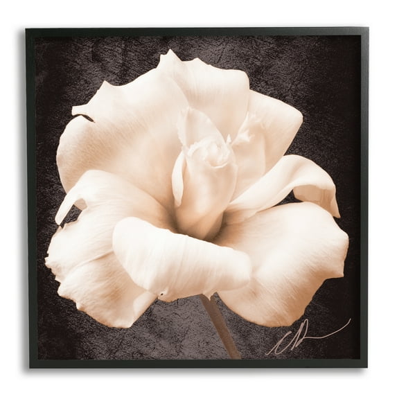 Stupell Industries Rose Petal Photography Botanical & Floral Painting Black Framed Art Print Wall Art, 12 x 12