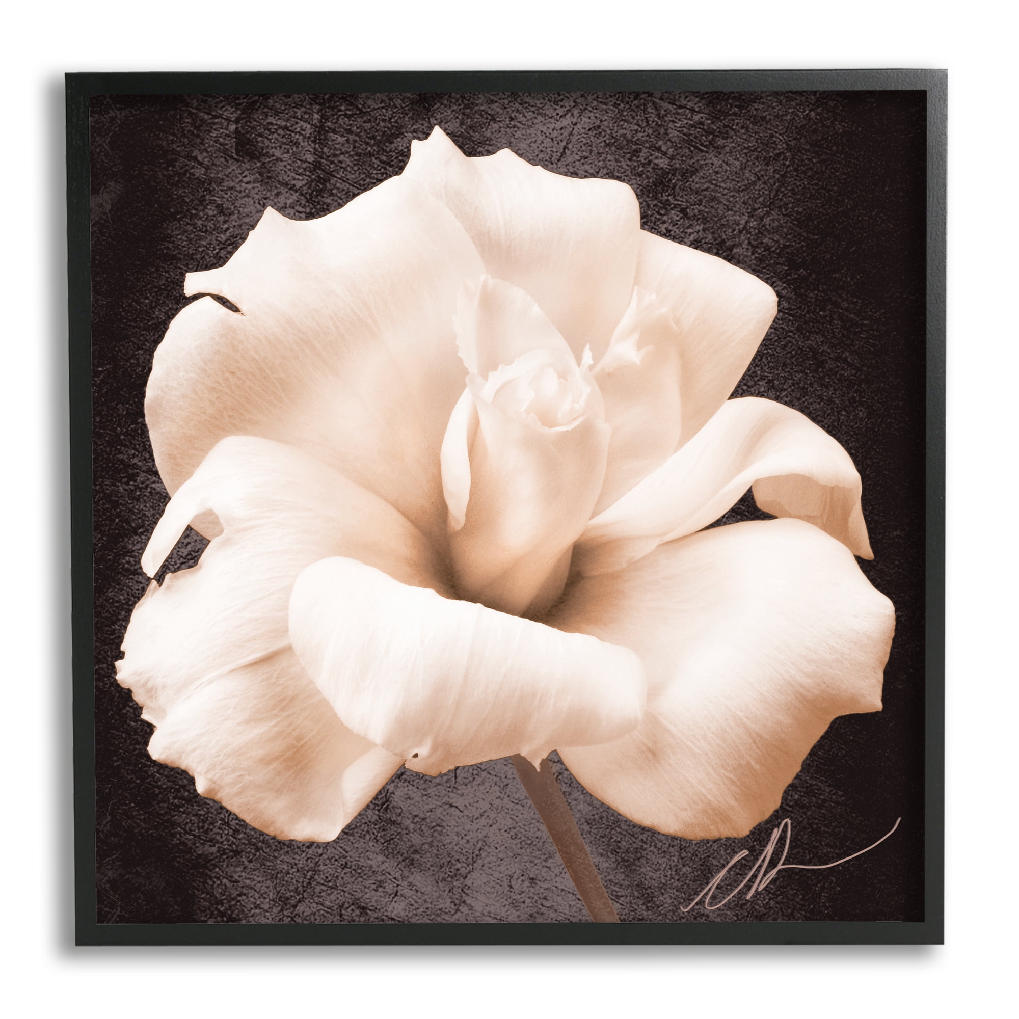 Stupell Industries Rose Petal Photography Botanical & Floral Painting Black Framed Art Print Wall Art, 17 x 17