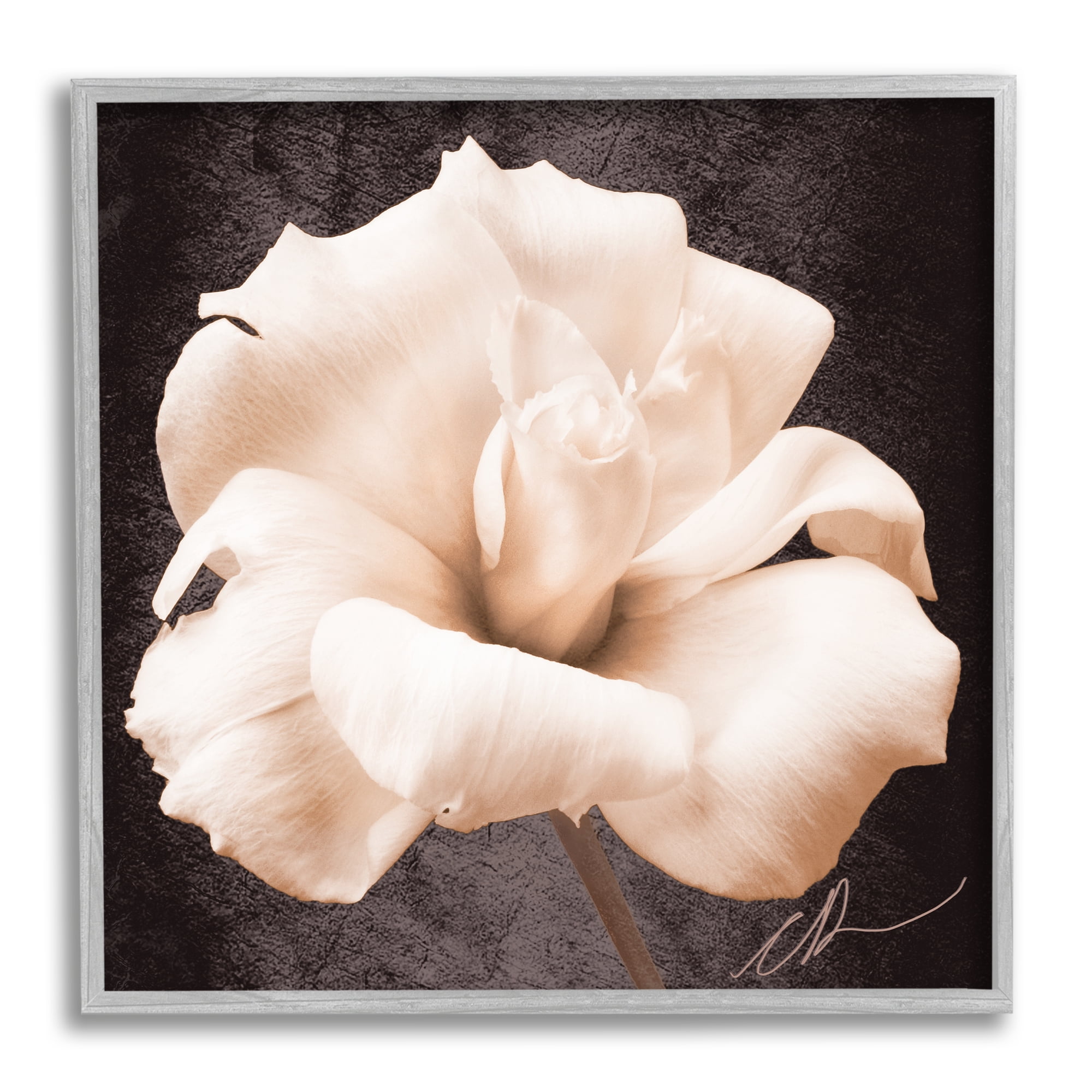 Stupell Industries Rose Petal Photography Botanical & Floral Painting Gray Framed Art Print Wall Art, 24 x 24