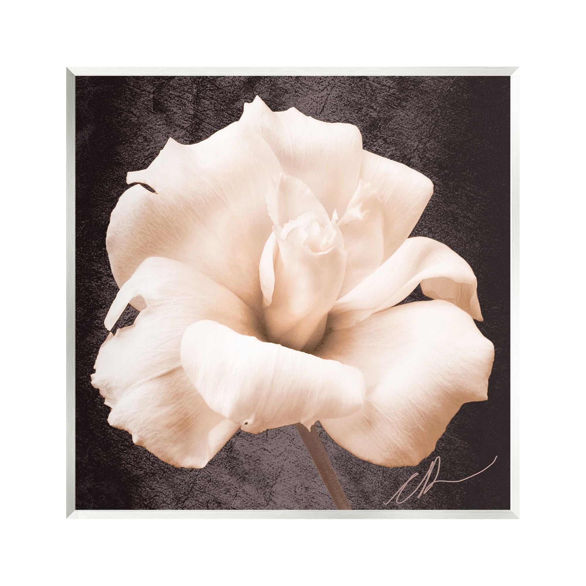 Stupell Industries Rose Petal Photography Botanical & Floral Painting Unframed Art Print Wall Art, 12 x 12