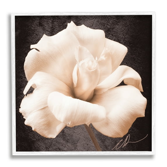 Stupell Industries Rose Petal Photography Botanical & Floral Painting White Framed Art Print Wall Art, 24 x 24