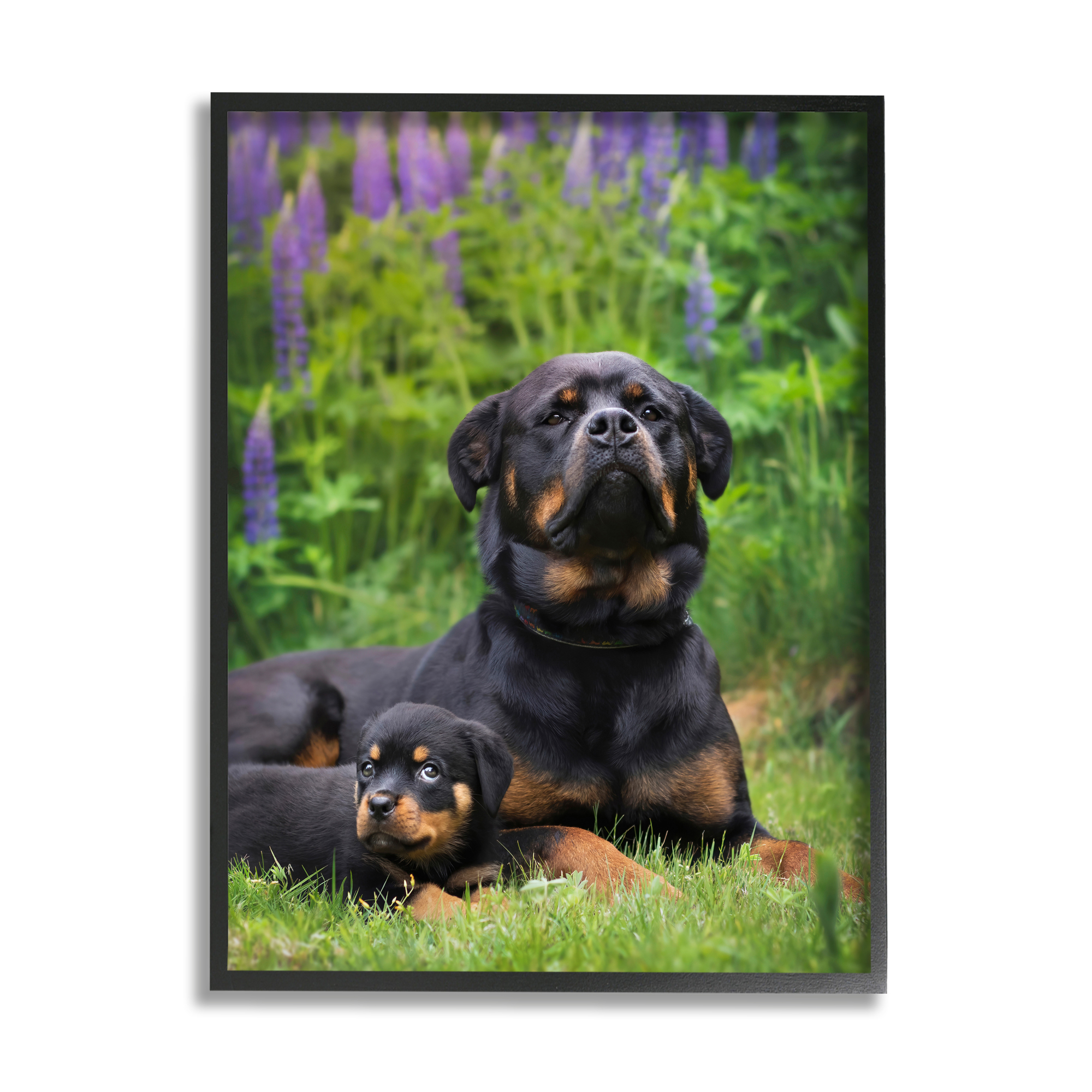 Stupell Industries Rott Puppies in Meadow Animals & Insects Photography Black Framed Art Print Wall Art, 16 x 20