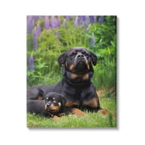 Stupell Industries Rott Puppies in Meadow Animals & Insects Photography Gallery Wrapped Canvas Art Print Wall Art, 16 x 20