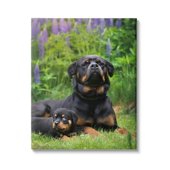 Stupell Industries Rott Puppies in Meadow Animals & Insects Photography Gallery Wrapped Canvas Art Print Wall Art, 16 x 20