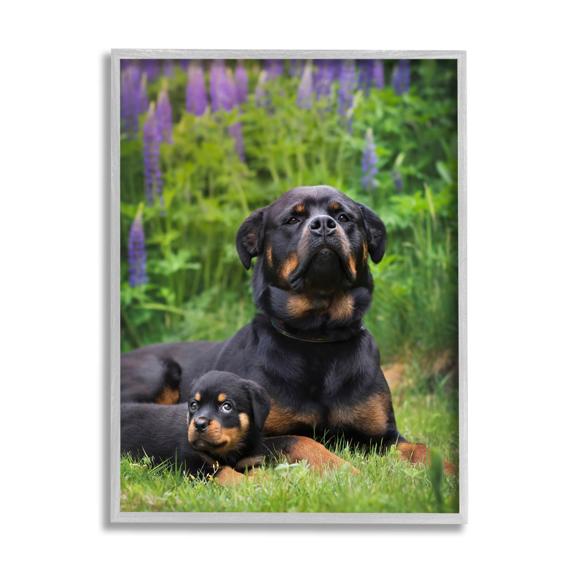 Stupell Industries Rott Puppies in Meadow Animals & Insects Photography Gray Framed Art Print Wall Art, 11 x 14