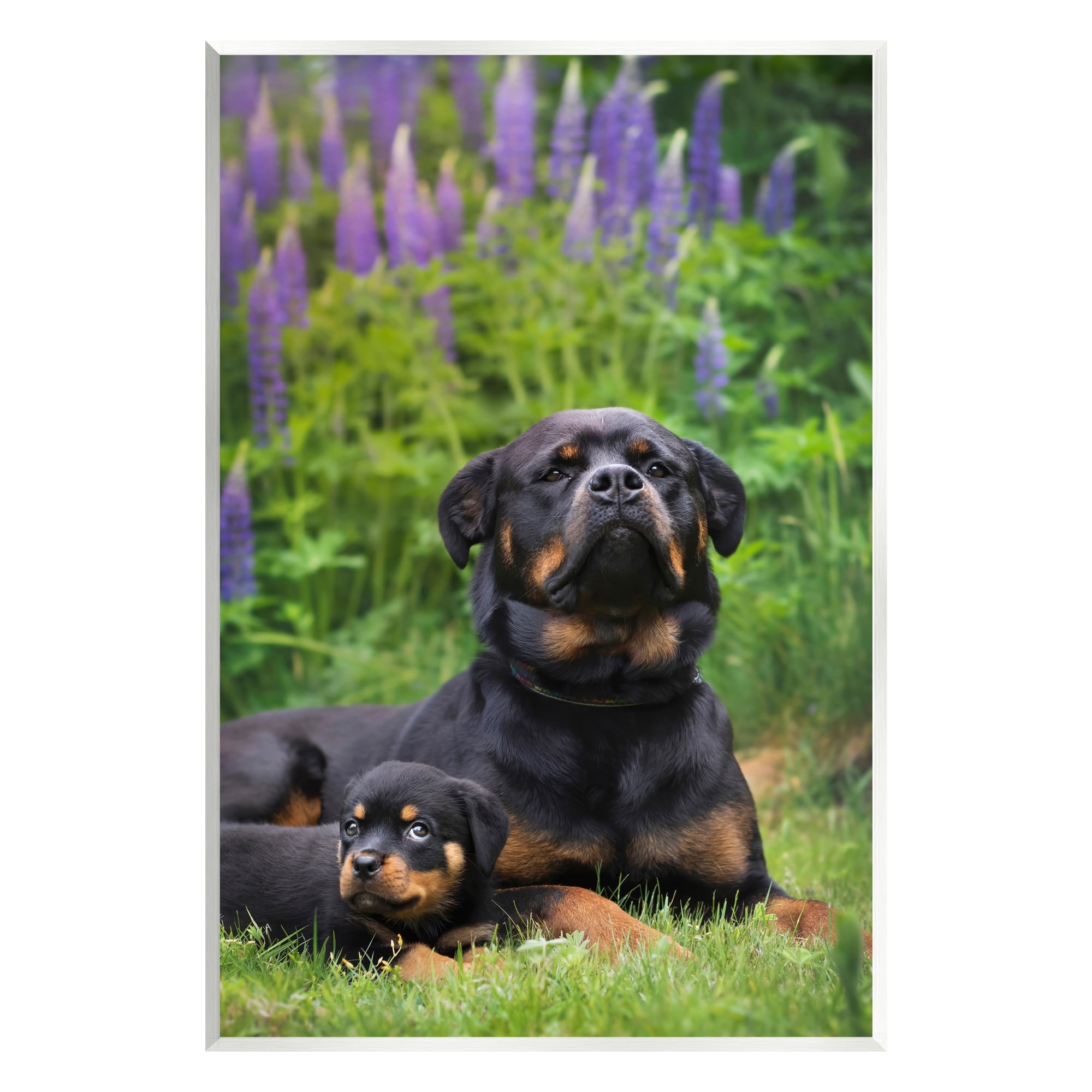 Stupell Industries Rott Puppies in Meadow Animals & Insects Photography Unframed Art Print Wall Art, 13 x 19