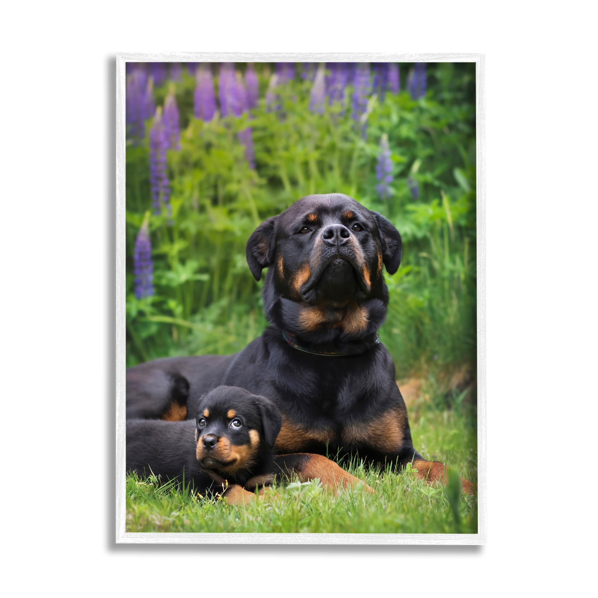 Stupell Industries Rott Puppies in Meadow Animals & Insects Photography White Framed Art Print Wall Art, 24 x 30