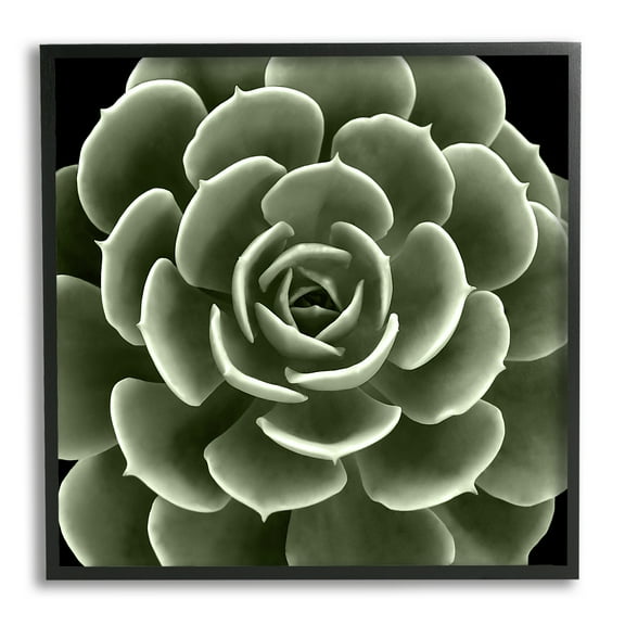 Stupell Industries Rounded Succulent Leaves Botanical Botanical & Floral Painting Black Framed Art Print Wall Art