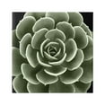 thumbnail image 1 of Stupell Industries Rounded Succulent Leaves Botanical Botanical & Floral Painting Gallery Wrapped Canvas Print Wall Art, 1 of 7