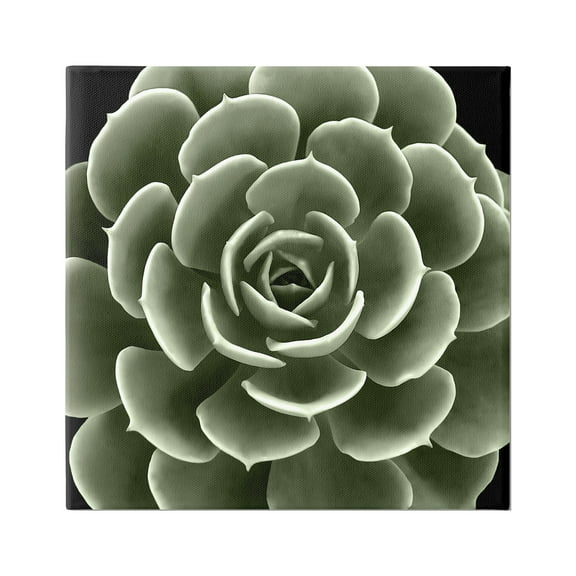 Stupell Industries Rounded Succulent Leaves Botanical Botanical & Floral Painting Gallery Wrapped Canvas Print Wall Art