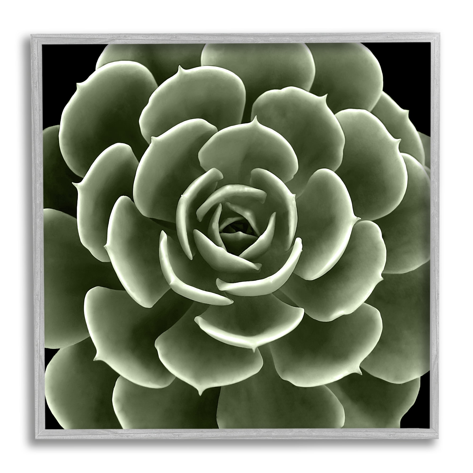 Stupell Industries Rounded Succulent Leaves Botanical Botanical & Floral Painting Gray Framed Art Print Wall Art