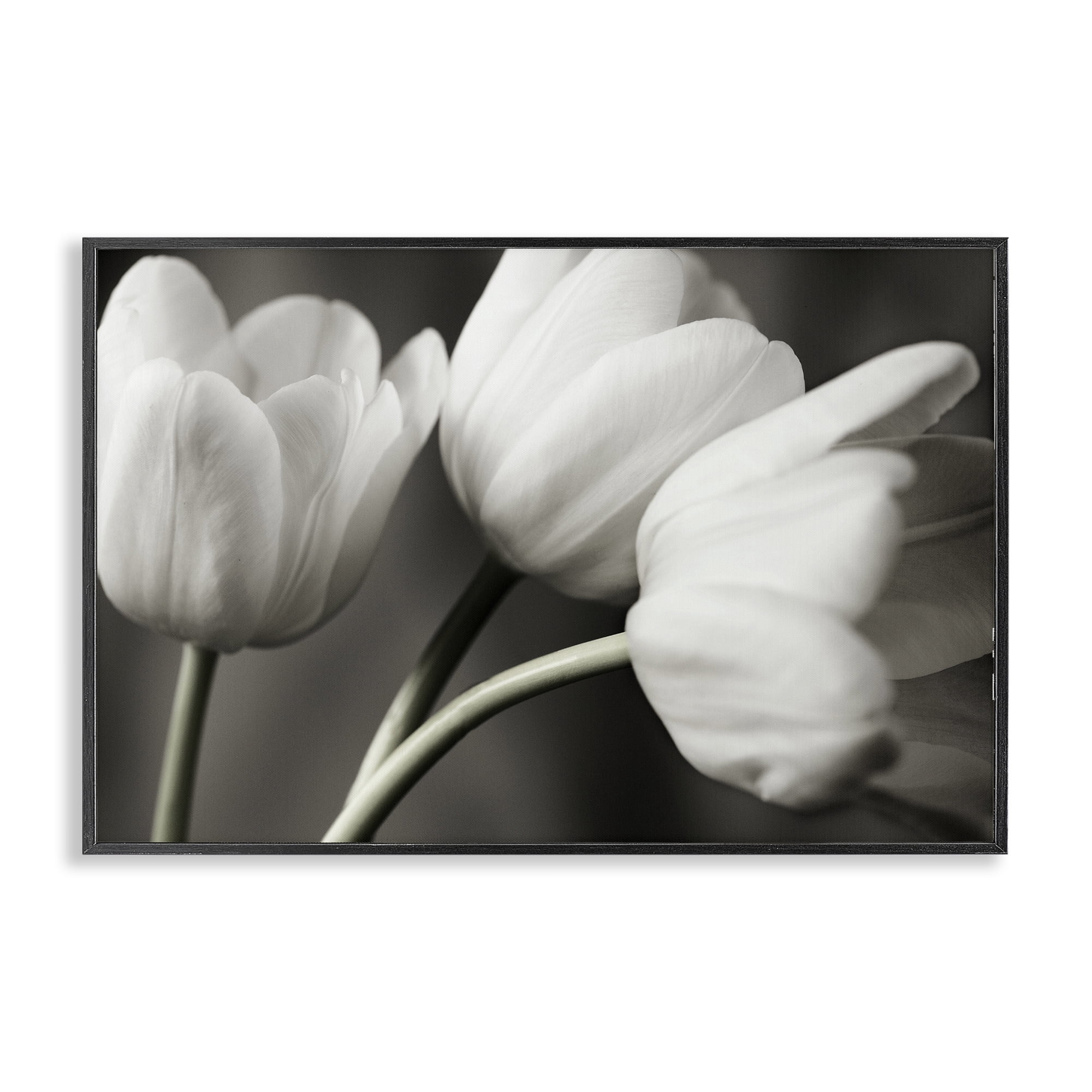 Stupell Industries Row Of Monochrome Tulips Black Framed Giclee Art, design by Tom Quartermaine