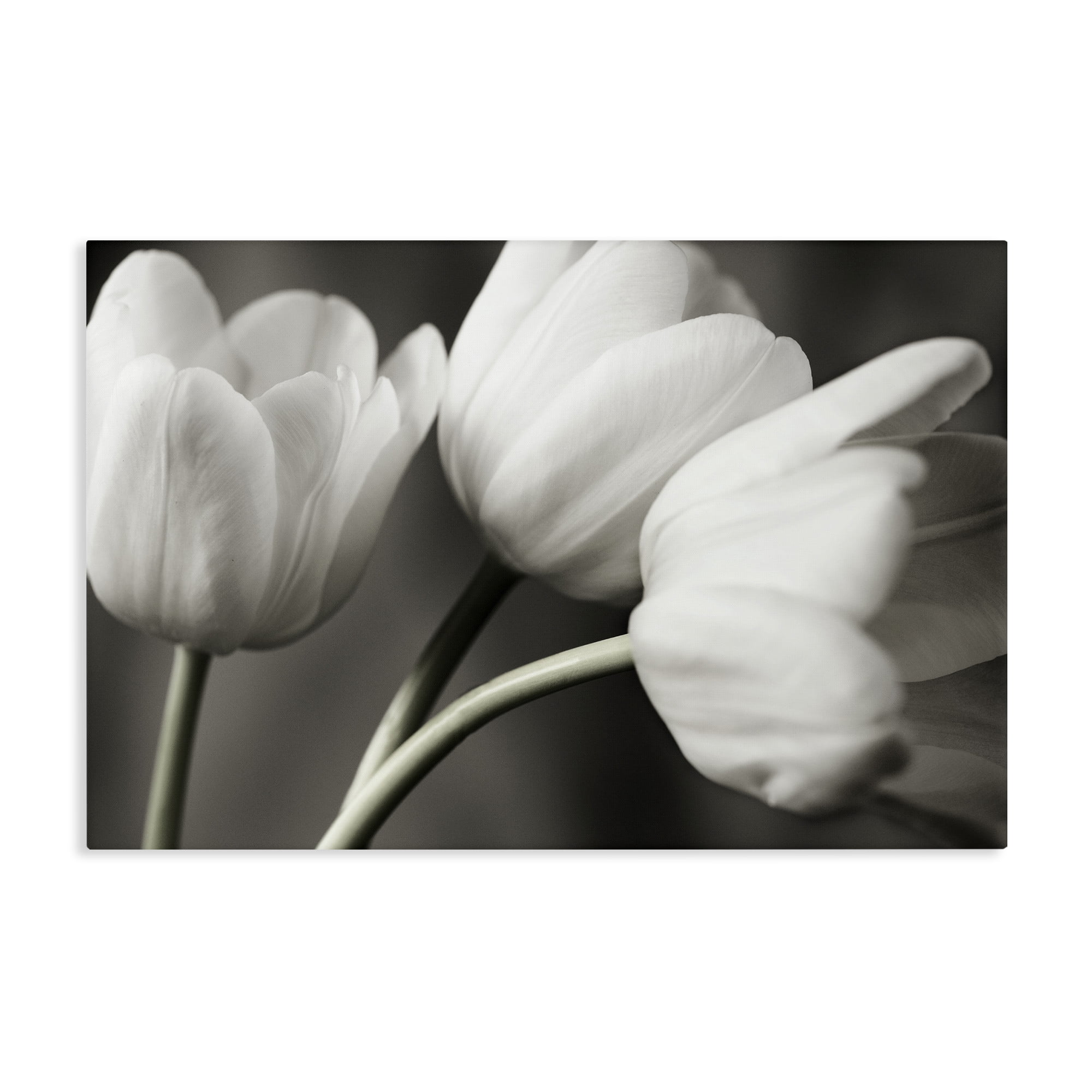 Stupell Industries Row Of Monochrome Tulips Canvas Wall Art, design by Tom Quartermaine