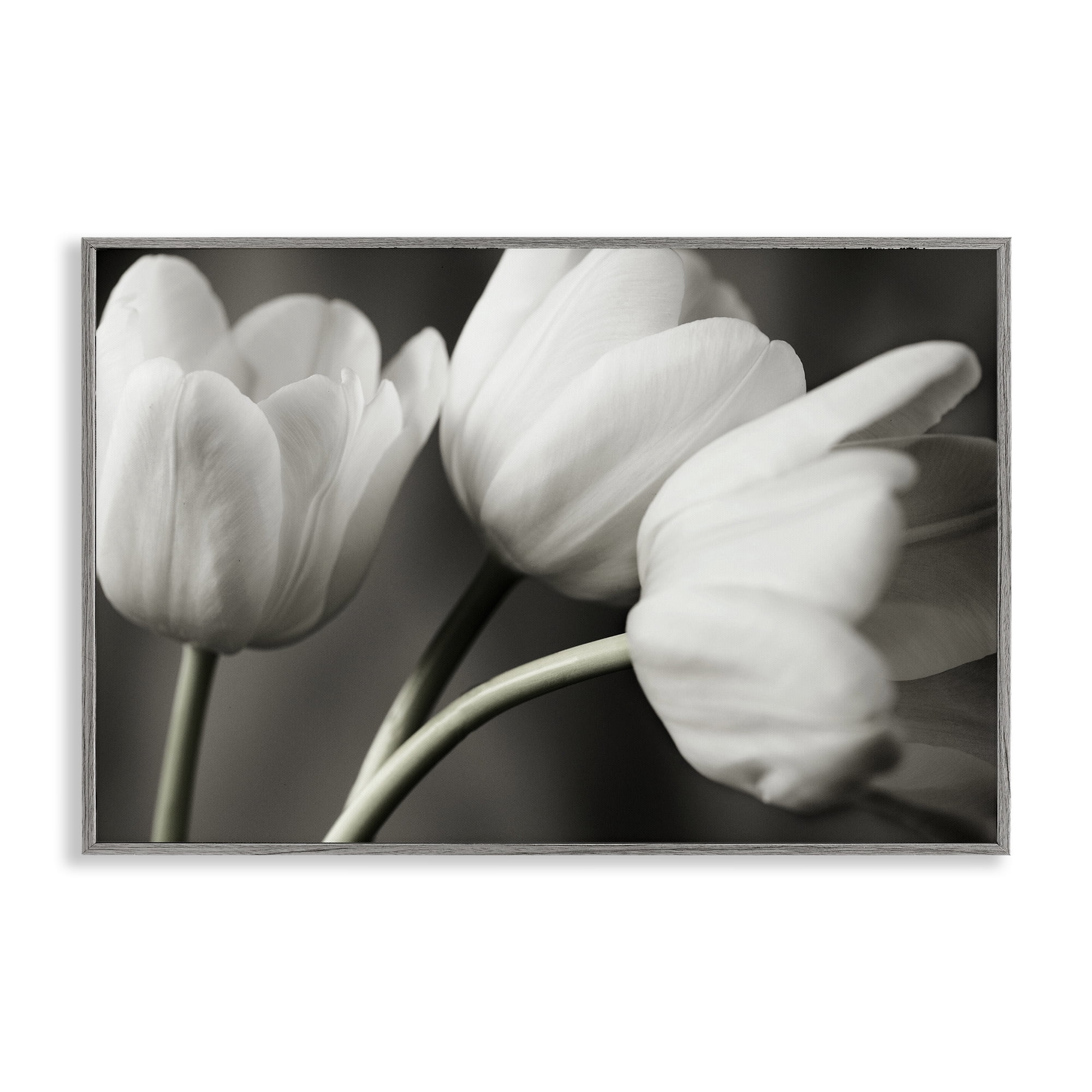 Stupell Industries Row Of Monochrome Tulips Gray Framed Giclee Art, design by Tom Quartermaine
