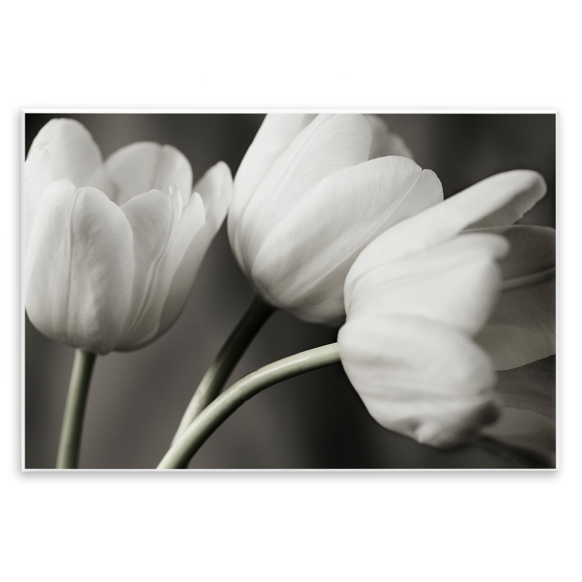 Stupell Industries Row Of Monochrome Tulips Wall Plaque Art, design by Tom Quartermaine