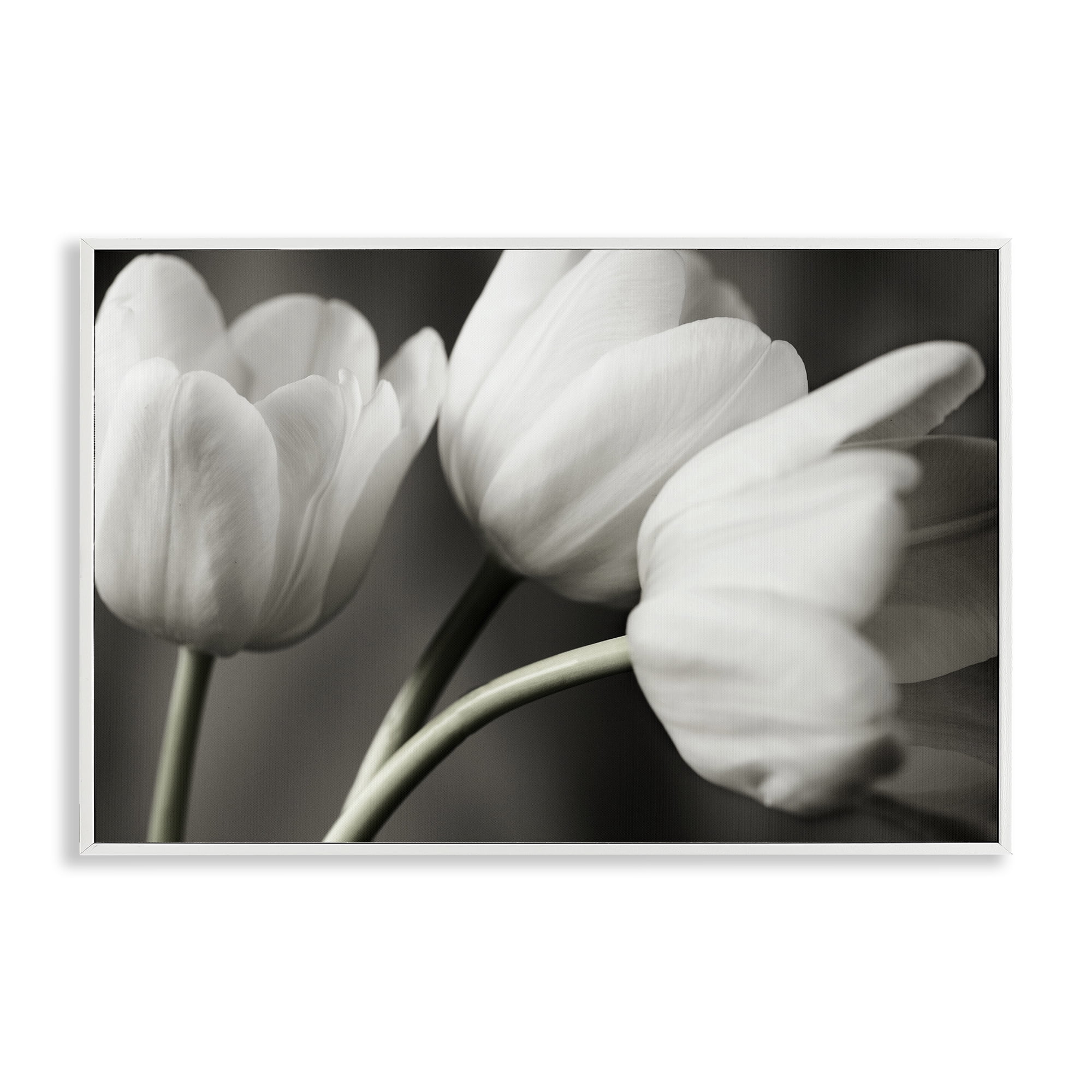 Stupell Industries Row Of Monochrome Tulips White Framed Giclee Art, design by Tom Quartermaine