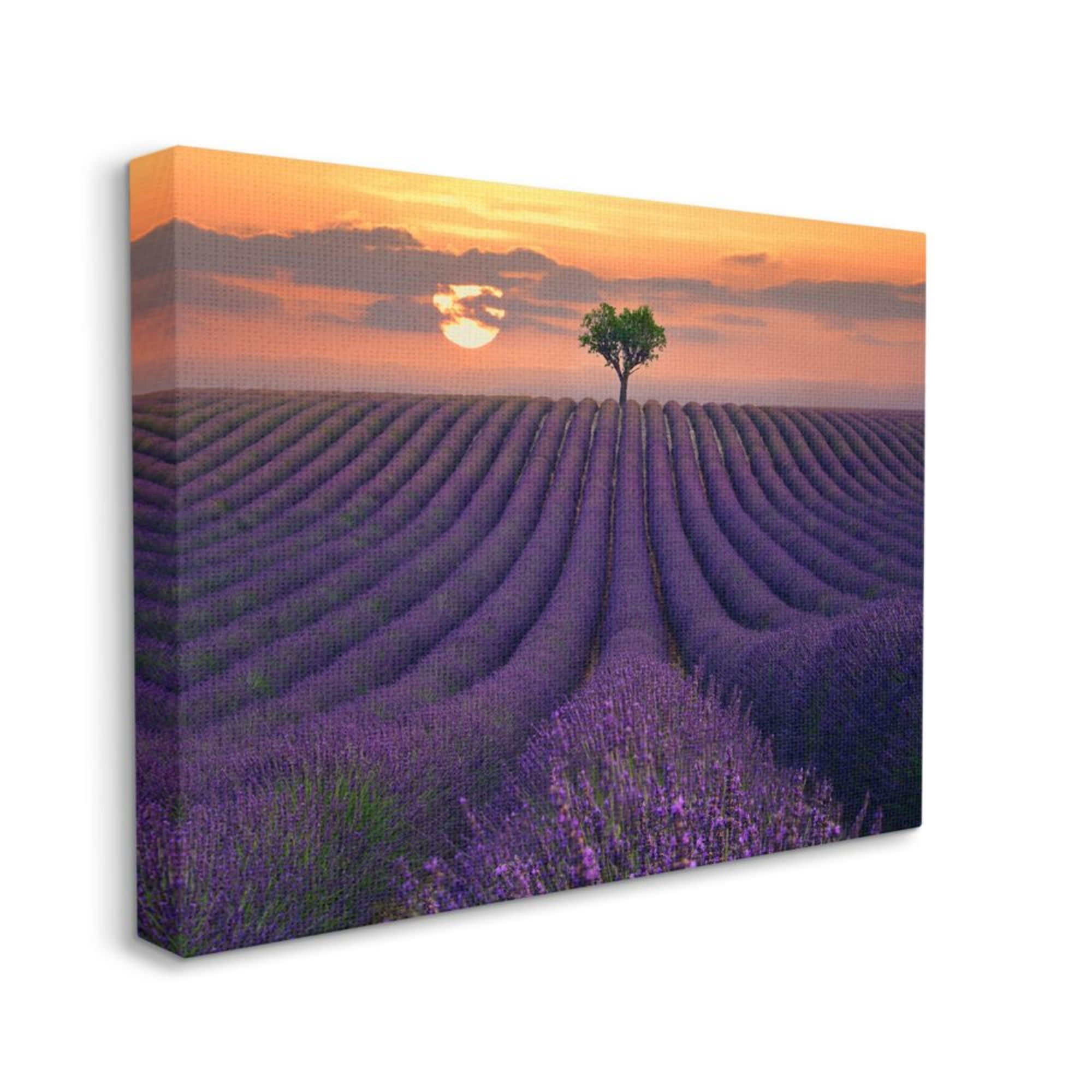 Stupell Industries Rows of Lavender Flowers Warm Sunset Field Design by Lee Sie, 36" x 48"