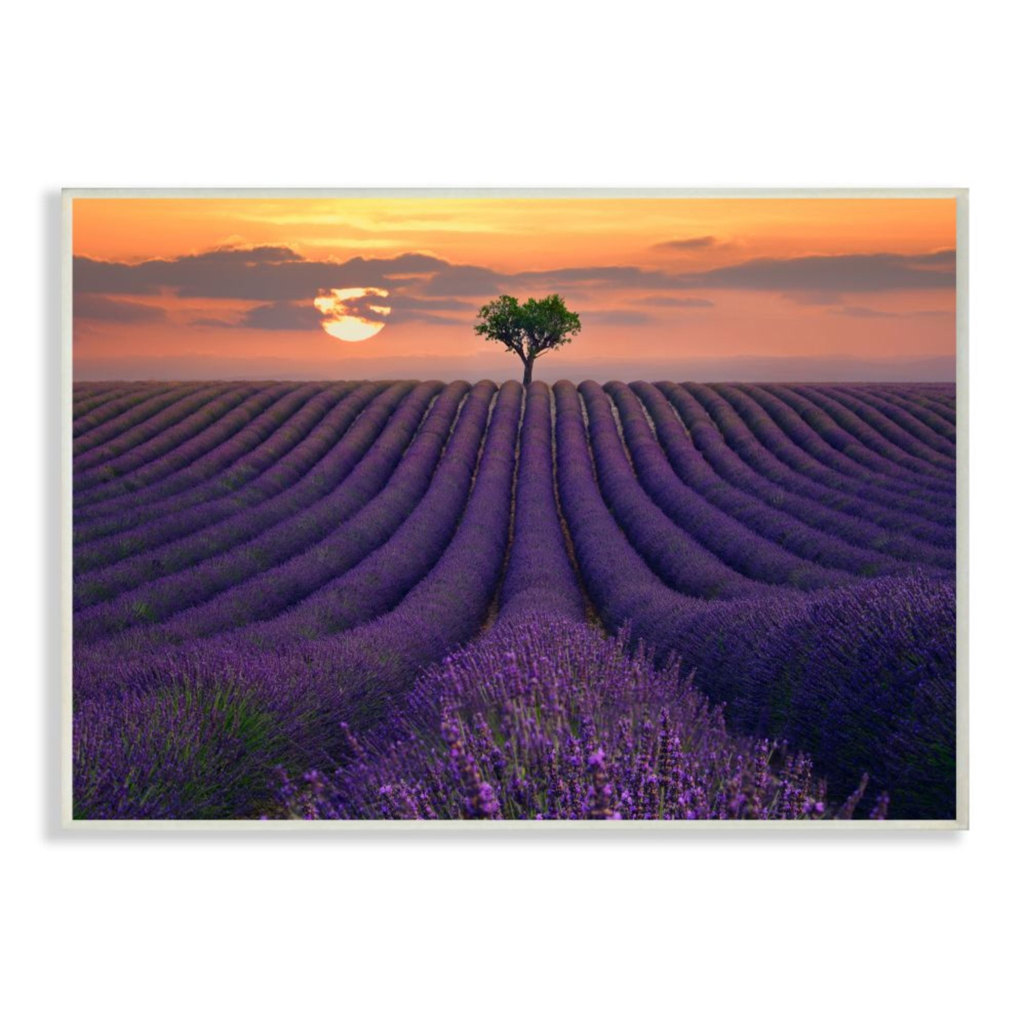 Stupell Industries Rows of Lavender Flowers Warm Sunset Field Design by Lee Sie