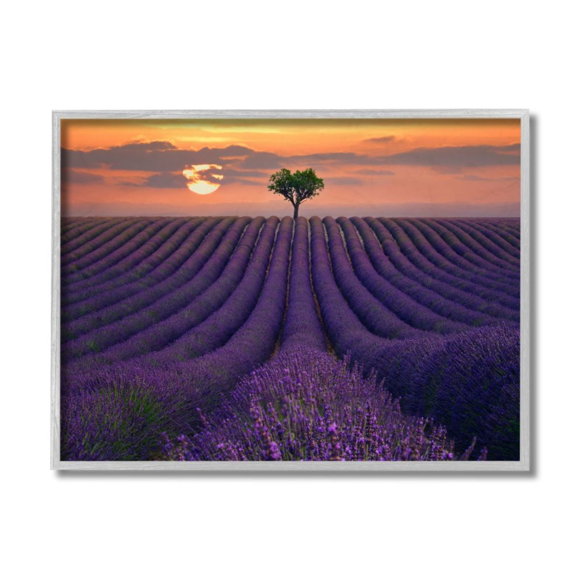 Stupell Industries Rows of Lavender Flowers Warm Sunset Field Design by Lee Sie