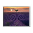 thumbnail image 1 of Stupell Industries Rows of Lavender Flowers Warm Sunset Field Design by Lee Sie, 1 of 5