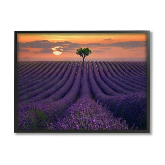 Stupell Industries Rows of Lavender Flowers Warm Sunset Field Design by Lee Sie
