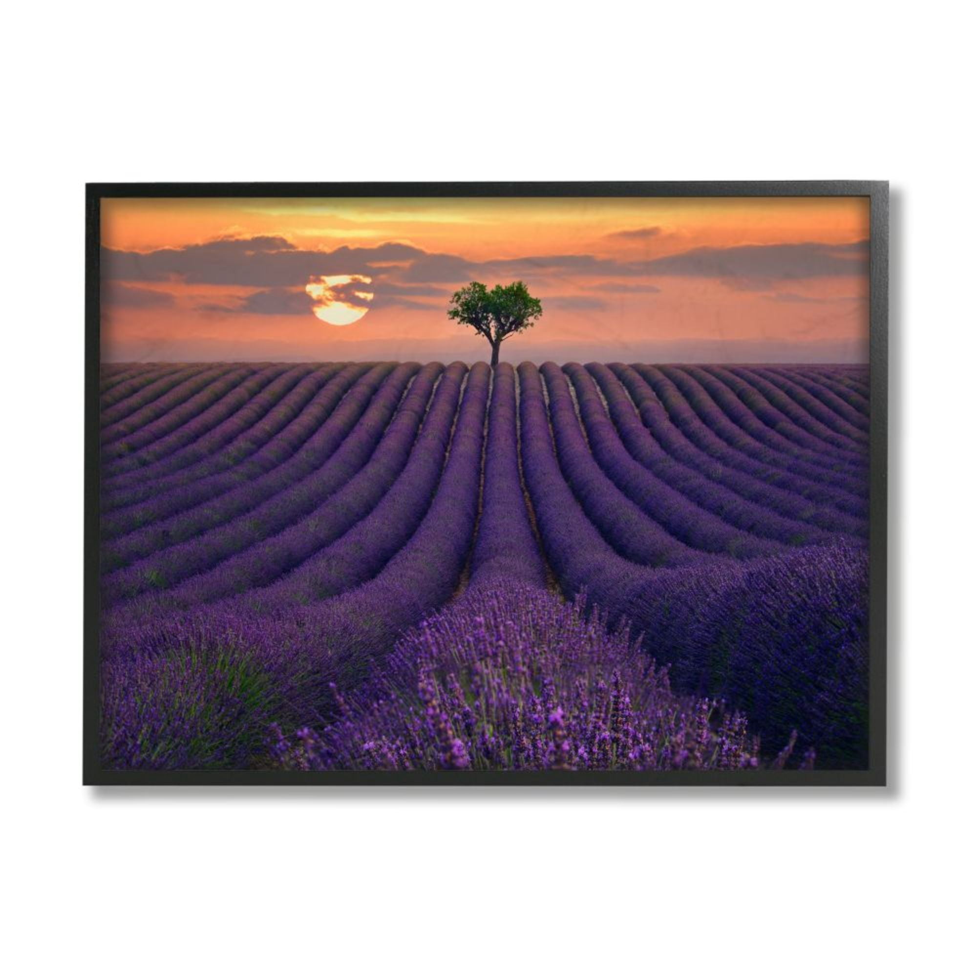 Stupell Industries Rows of Lavender Flowers Warm Sunset Field Design by Lee Sie