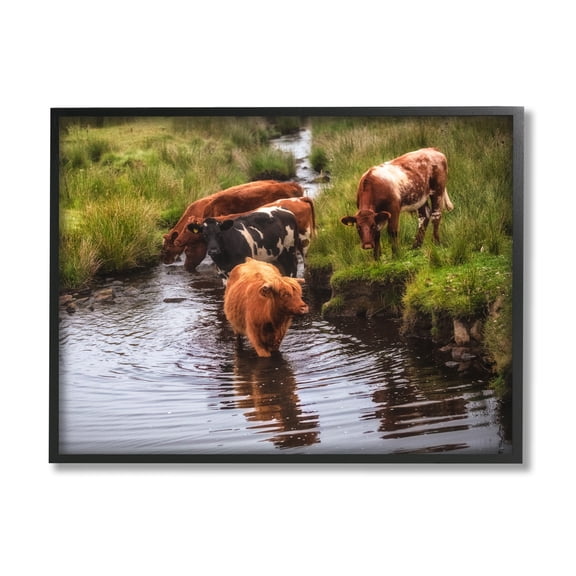 Stupell Industries Rural Cattle Enjoying Stream Water Between Grassland Photograph Black Framed Art Print Wall Art, Design by James Dobson