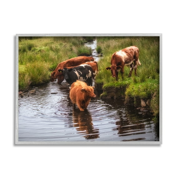 Stupell Industries Rural Cattle Enjoying Stream Water Between Grassland Photograph Gray Framed Art Print Wall Art, Design by James Dobson