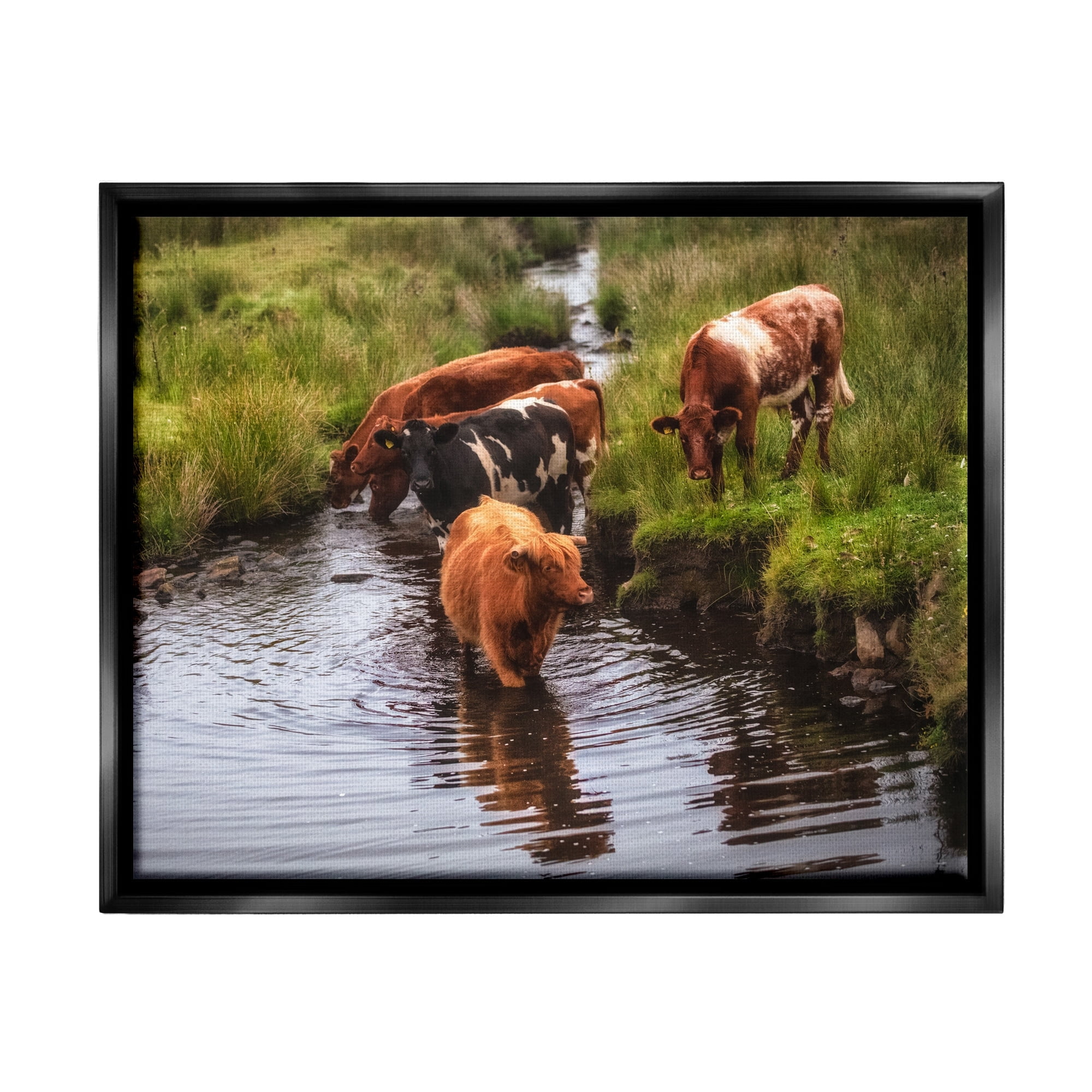 Stupell Industries Rural Cattle Enjoying Stream Water Between Grassland Photograph Jet Black Floating Framed Canvas Print Wall Art, Design by James Dobson