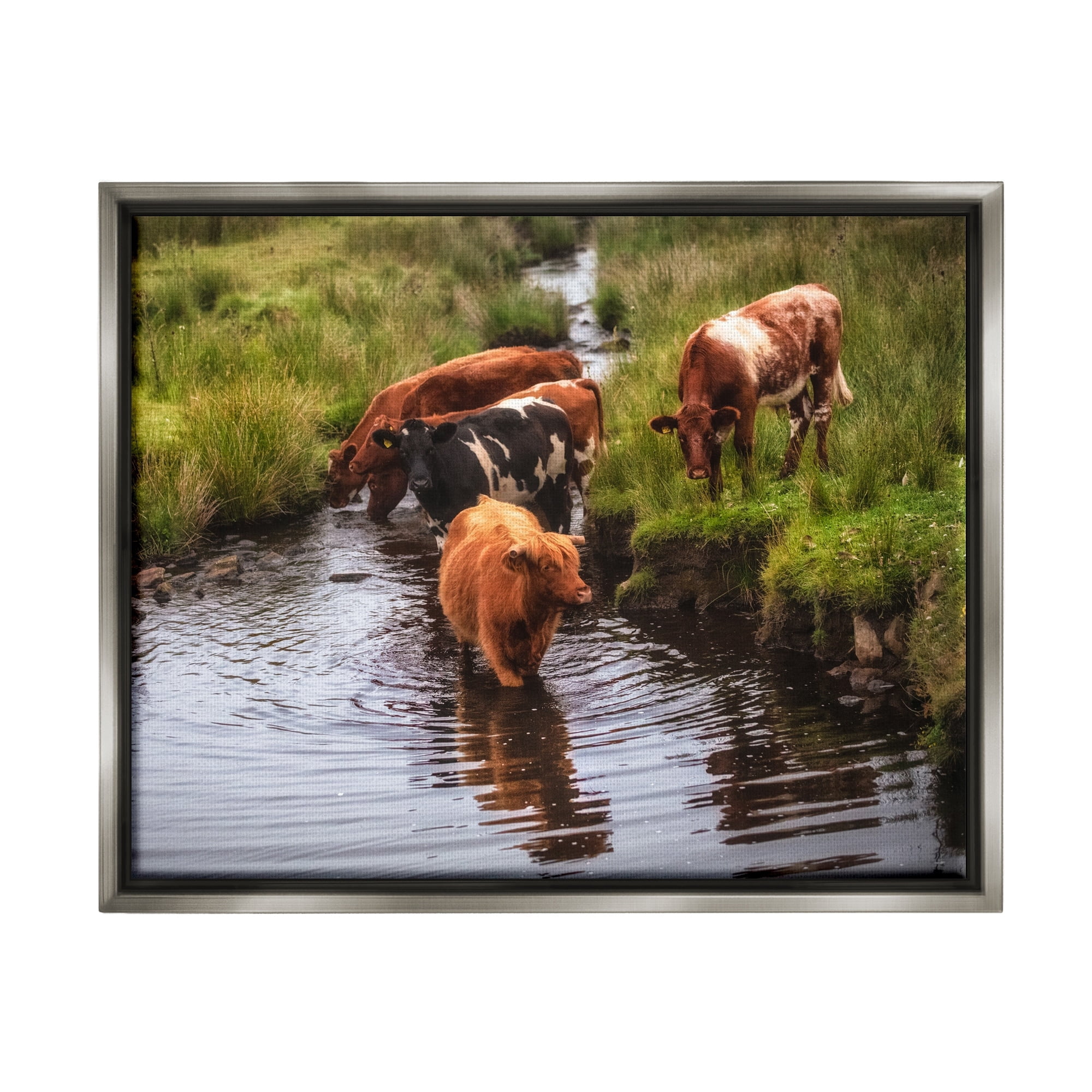 Stupell Industries Rural Cattle Enjoying Stream Water Between Grassland Photograph Luster Gray Floating Framed Canvas Print Wall Art, Design by James Dobson