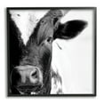 thumbnail image 1 of Stupell Industries Rural Farm Cow Stunning Up Close Photography Photograph Black Framed Art Print Wall Art, Design by Jennifer Pugh, 1 of 5