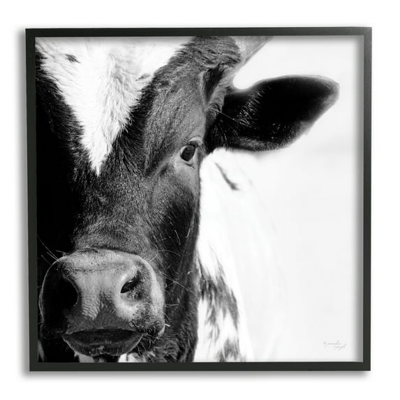 Stupell Industries Rural Farm Cow Stunning Up Close Photography Photograph Black Framed Art Print Wall Art, Design by Jennifer Pugh