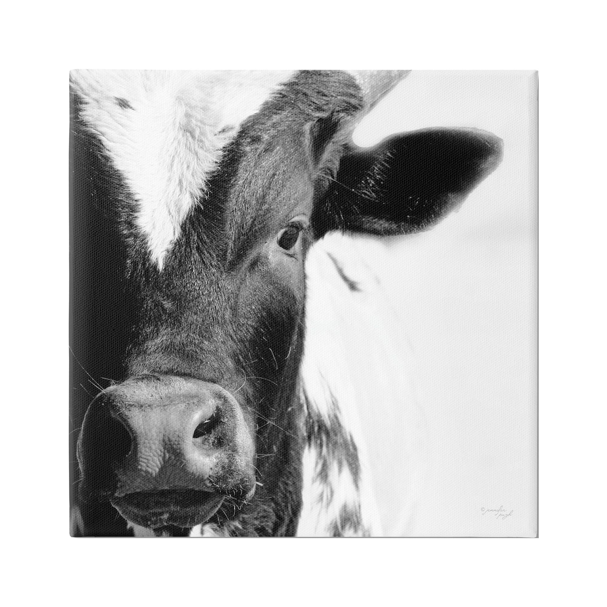 Stupell Industries Rural Farm Cow Stunning Up Close Photography Photograph Gallery Wrapped Canvas Print Wall Art, Design by Jennifer Pugh