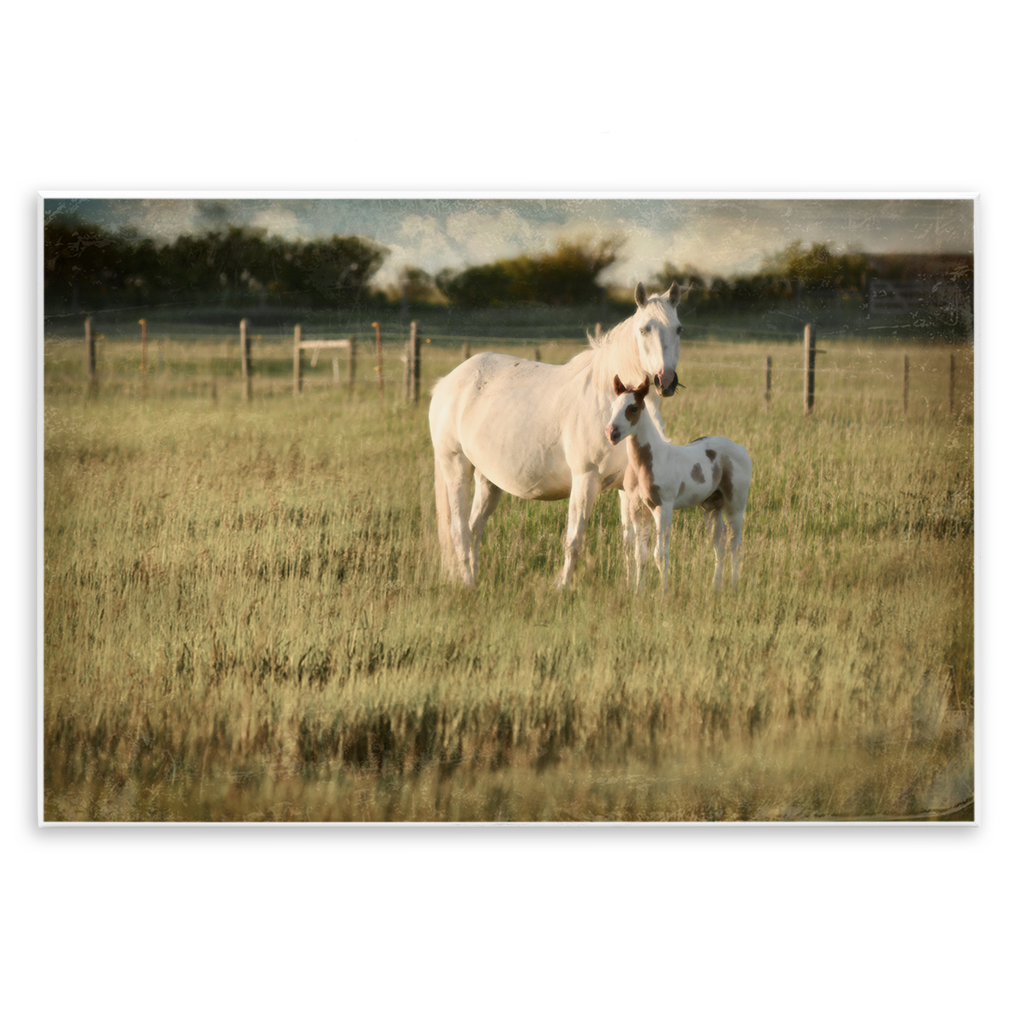 Stupell Industries Rural Horse and Foal Landscape Photography Unframed Art Print Wall Art, 19 x 13