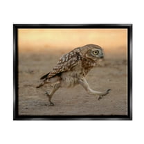 Stupell Industries Rushing Little Owl Animals & Insects Photography Black Floater Framed Canvas Art Print Wall Art, 21 x 17