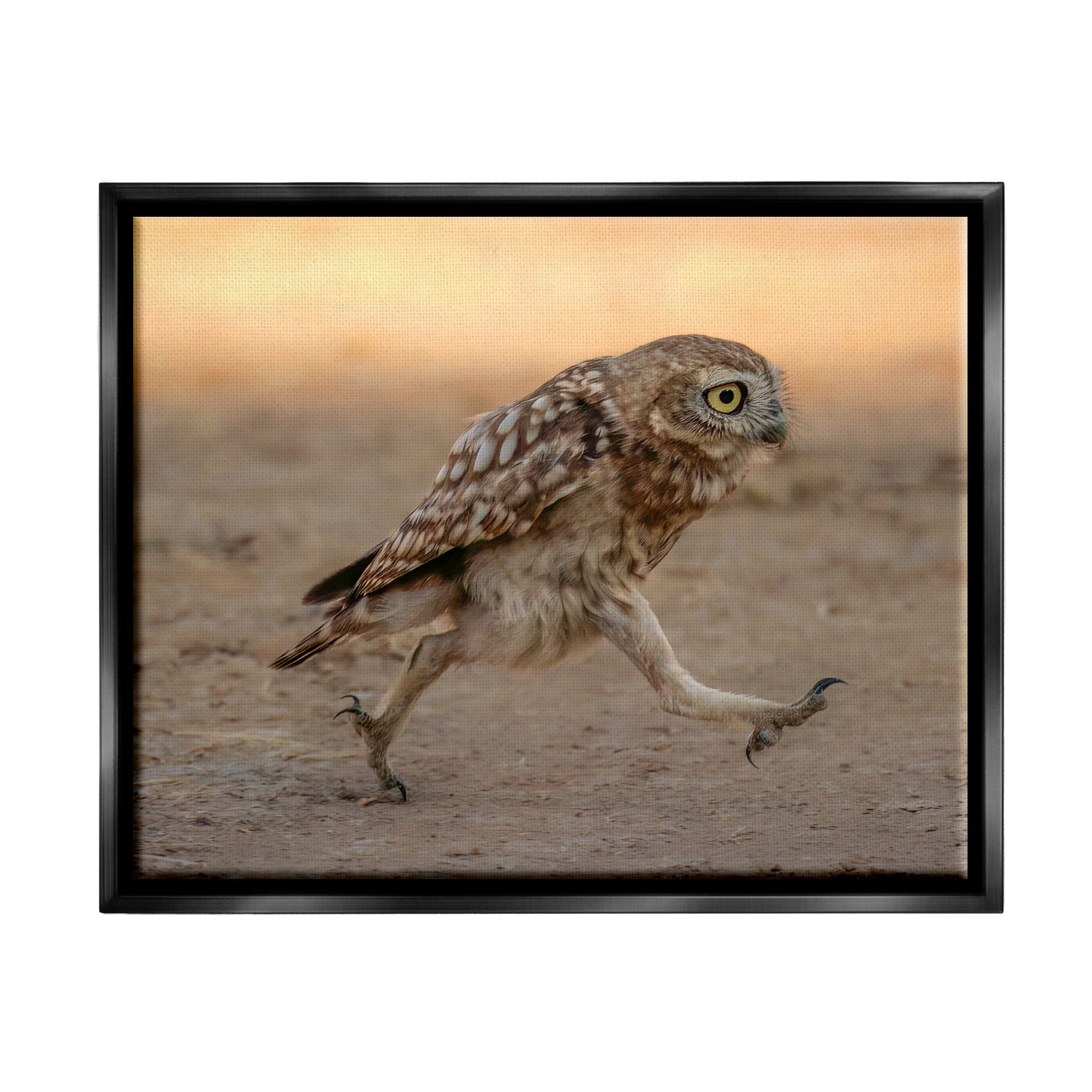 Stupell Industries Rushing Little Owl Animals & Insects Photography Black Floater Framed Canvas Art Print Wall Art, 31 x 25