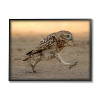 Stupell Industries Rushing Little Owl Animals & Insects Photography Black Framed Art Print Wall Art, 14 x 11