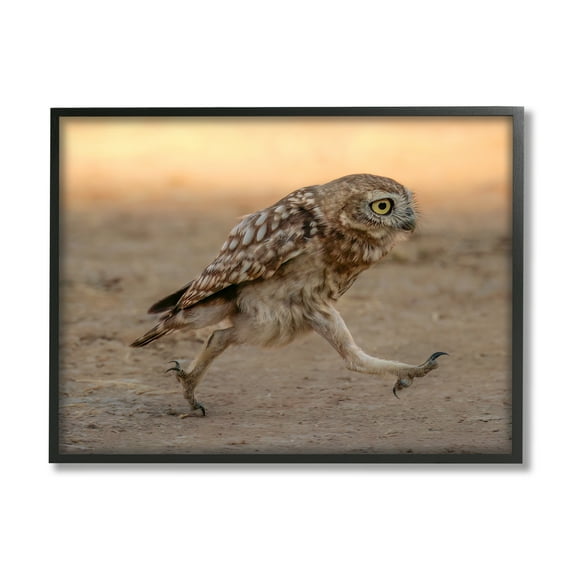 Stupell Industries Rushing Little Owl Animals & Insects Photography Black Framed Art Print Wall Art, 14 x 11