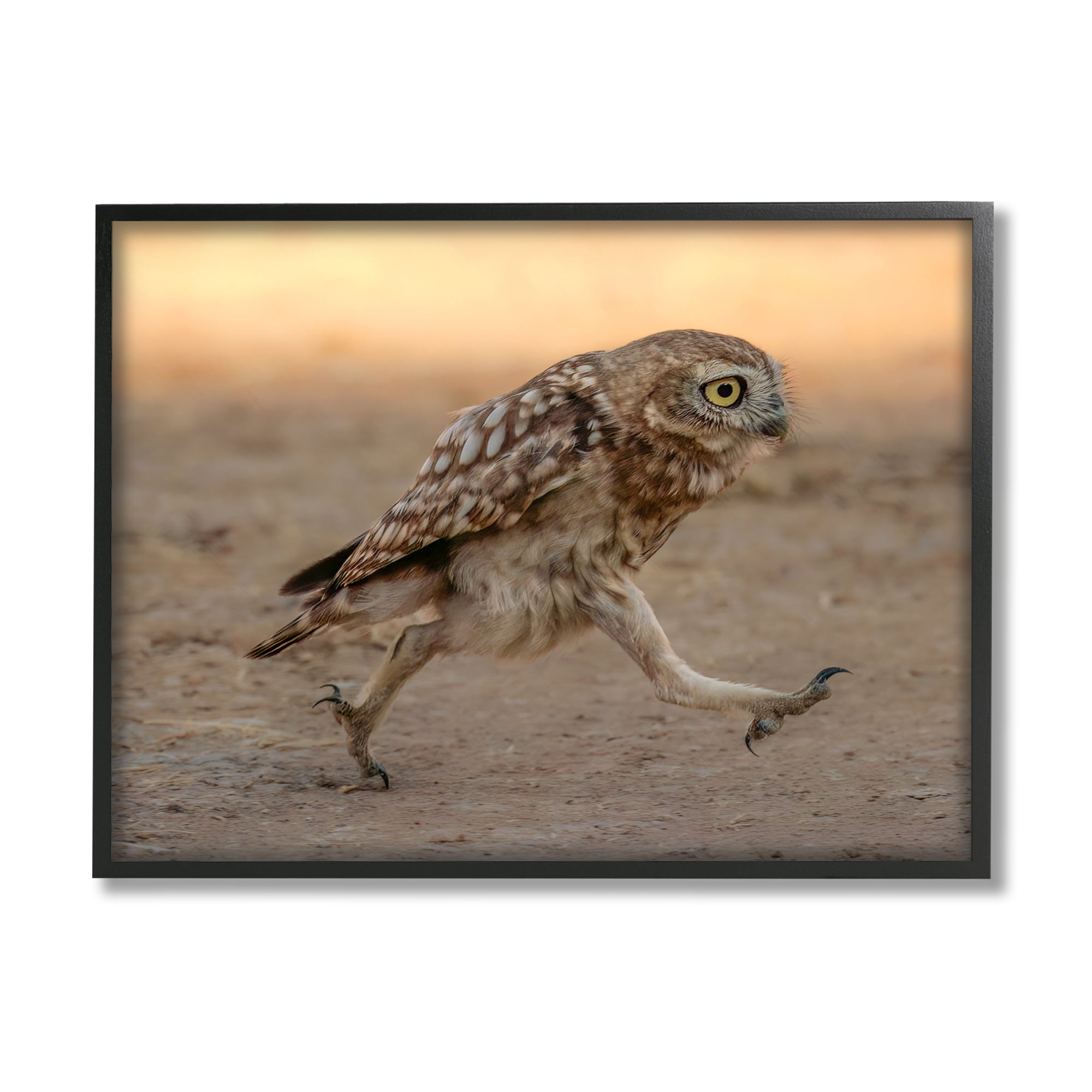 Stupell Industries Rushing Little Owl Animals & Insects Photography Black Framed Art Print Wall Art, 30 x 24