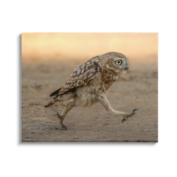 Stupell Industries Rushing Little Owl Animals & Insects Photography Gallery Wrapped Canvas Art Print Wall Art, 20 x 16