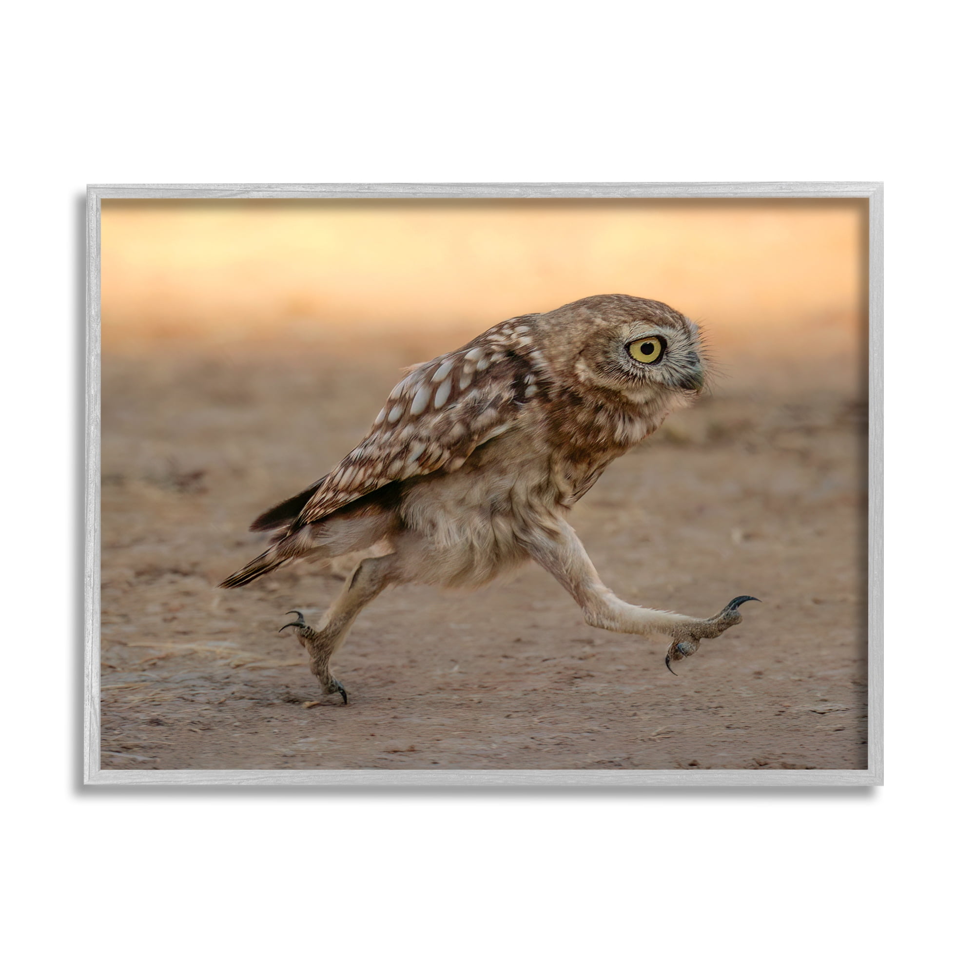 Stupell Industries Rushing Little Owl Animals & Insects Photography Gray Framed Art Print Wall Art, 30 x 24