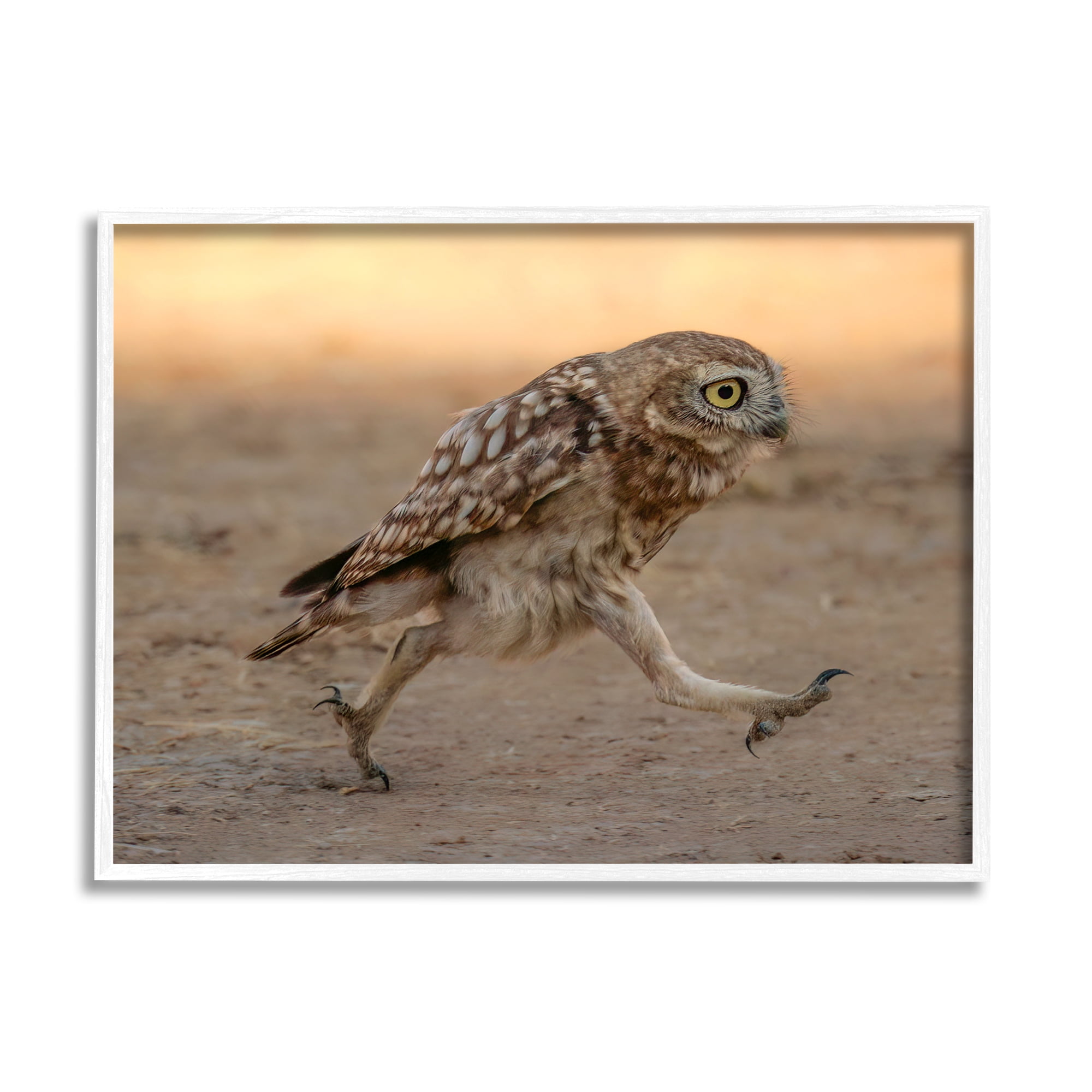 Stupell Industries Rushing Little Owl Animals & Insects Photography White Framed Art Print Wall Art, 20 x 16