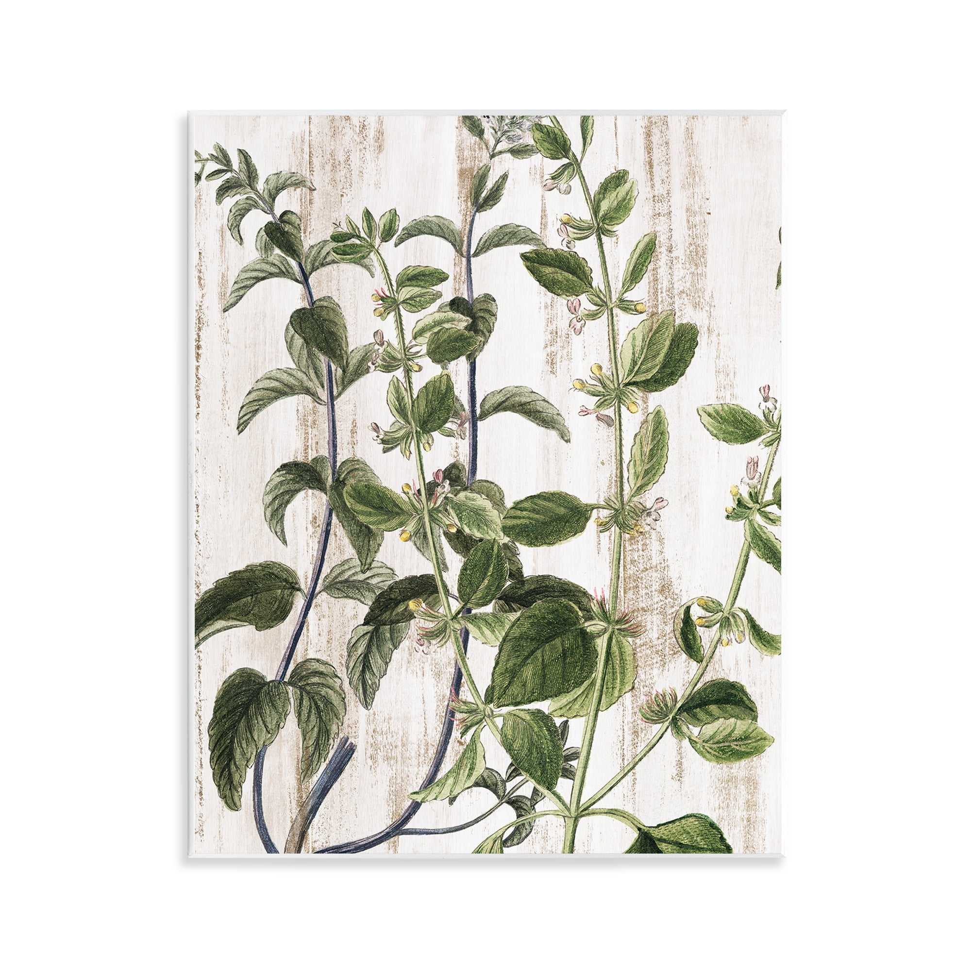 Stupell Industries Rustic Botanical Vines Botanical & Floral Painting Unframed Art Print Wall Art, 11 x 14
