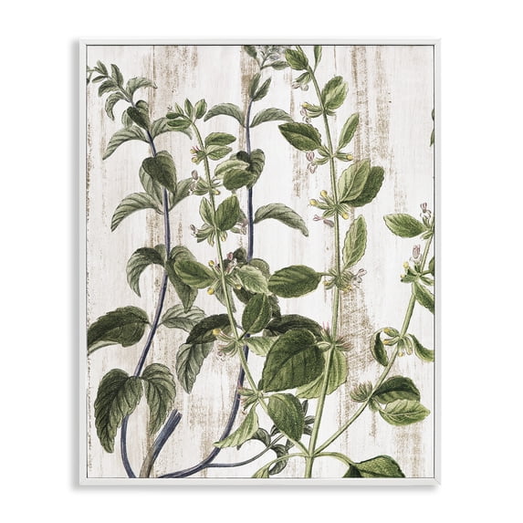Stupell Industries Rustic Botanical Vines Botanical & Floral Painting White Framed Art Print Wall Art, 11 x 14