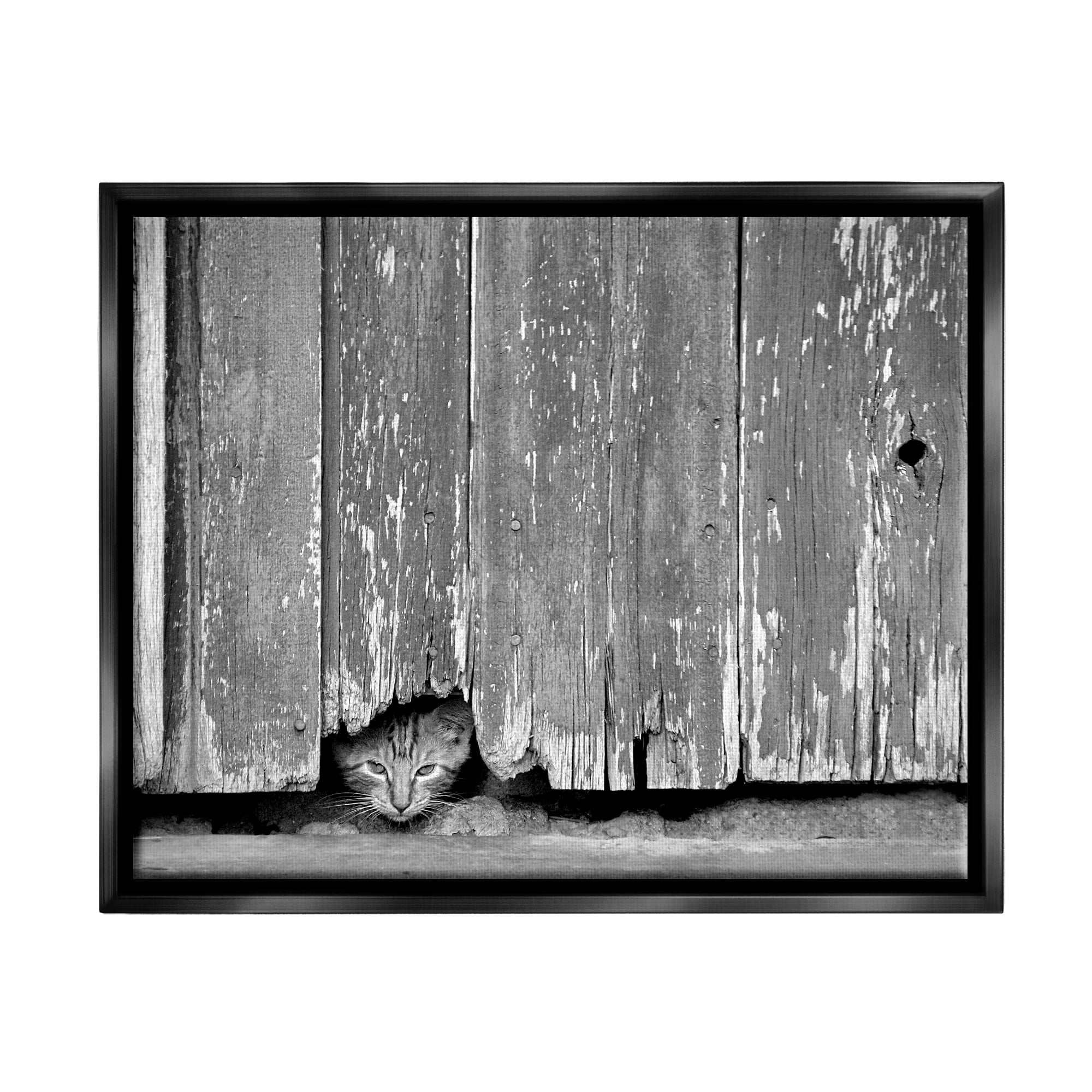 Stupell Industries Rustic Cat Peeking Animals & Insects Photography Black Floater Framed Canvas Art Print Wall Art, 31 x 25