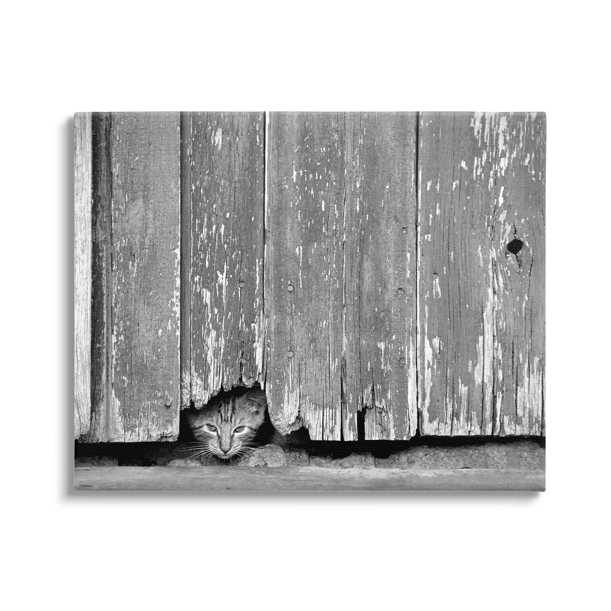 Stupell Industries Rustic Cat Peeking Animals & Insects Photography Gallery Wrapped Canvas Art Print Wall Art, 20 x 16