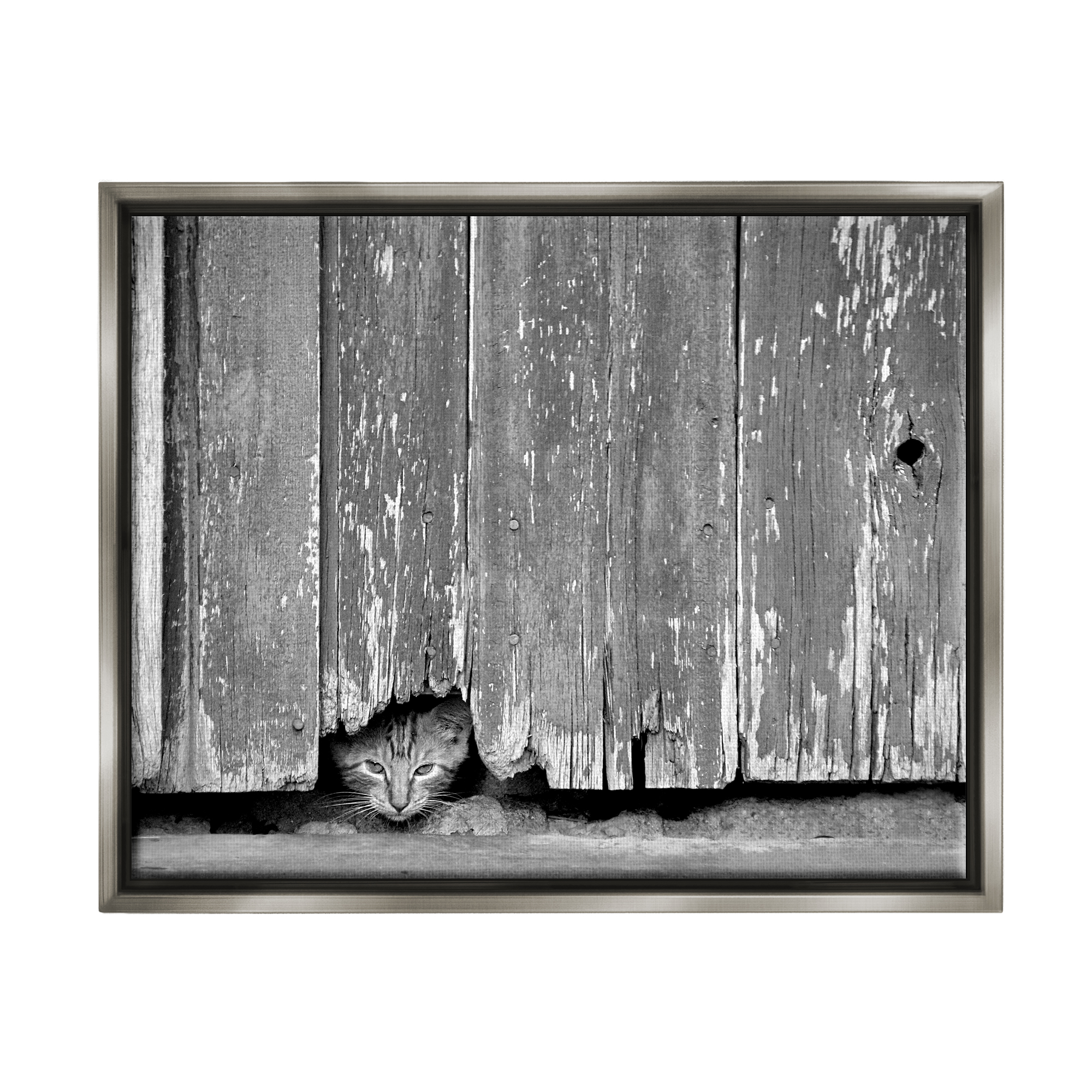 Stupell Industries Rustic Cat Peeking Animals & Insects Photography Gray Floater Framed Canvas Art Print Wall Art, 21 x 17