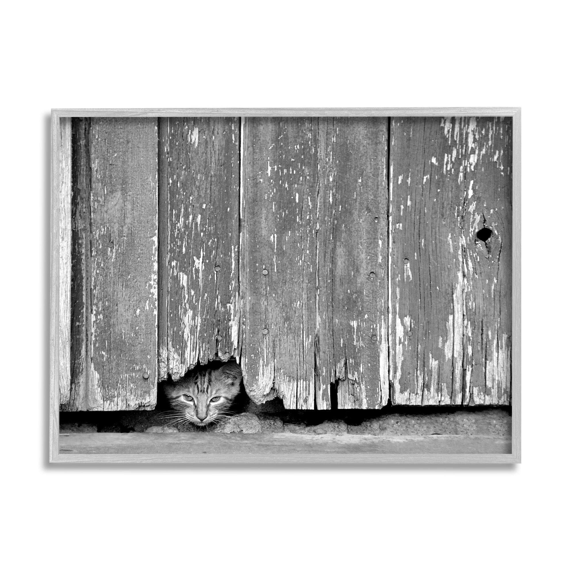 Stupell Industries Rustic Cat Peeking Animals & Insects Photography Gray Framed Art Print Wall Art, 14 x 11